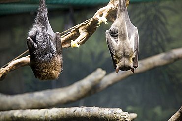 Bats, Zoo, Washington Park, Portland, Oregon, United States of America, North America 