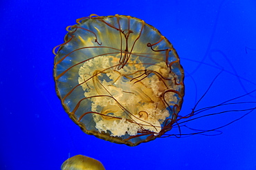 Jellyfish, Newport Aquarium, Oregon, United States of America (U.S.A.), North America