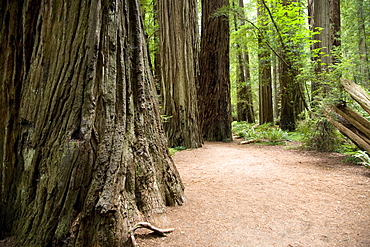 Jedediah Smith Redwood State Park, California, United States of America, North America