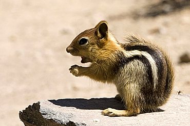 Squirrel, Crater Lake National Park, Oregon, United States of America (U.S.A.), North America