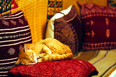 Cat, Hammamet, Tunisia, North Africa, Africa