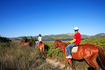 Horses, Stagno di San Teodoro moist area with Tavolara island in the background, Sardinia, Italy, Europe