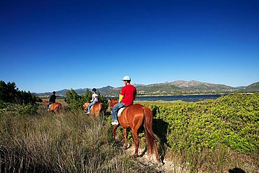 Horses, Stagno di San Teodoro moist area with Tavolara island in the background, Sardinia, Italy, Europe