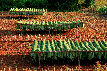 Tobacco cultivation, Vi, Vinales, Cuba, West Indies, Central America