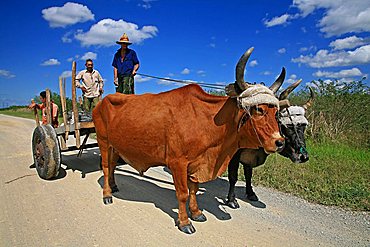 Campesino, South Coast, Playa Las Coloradas, Cuba, West Indies, Central America