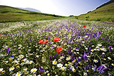 Flowers, Piano Grande, Monti Sibillini National Park, Castelluccio di Norcia, Umbria, Italy, Europe