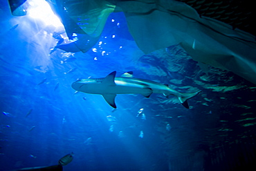 Gardaland Sea Life Aquarium, Castelnuovo del Garda, Veneto, Italy