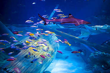 Gardaland Sea Life Aquarium, Castelnuovo del Garda, Veneto, Italy