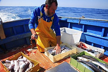 Fishing expedition, Maratea, Basilicata, Italy 