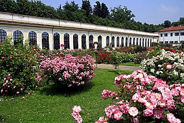 Rose-garden Niso Fumagalli, Villa Reale, Monza, Lombardy, Italy