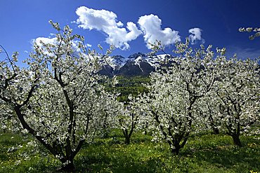 Cherry tree blooming, Vigolo Vattaro, Trentino, Italy