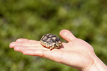 Tortoise, The National Marine Park, Kyra island, Sporades Islands, Greece, Europe