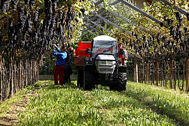 Grape harvest, De Vescovi Ulzbach farm, Mezzocorona, Piana Rotaliana, Trentino Alto Adige, Italy