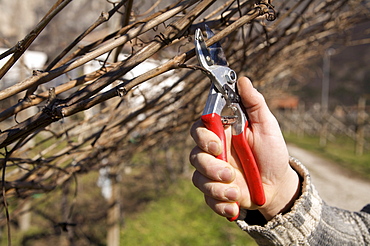 Pruning, De Vescovi Ulzbach farm, Piana Rotaliana, Trentino Alto Adige, Italy 