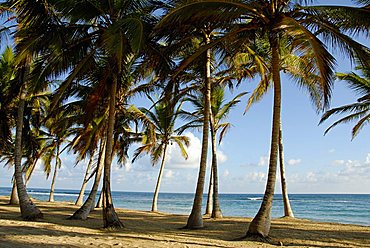 Landscape, Punta Cana, Dominican Republic, West Indies, Central America