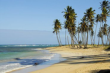 Landscape, Punta Cana, Dominican Republic, West Indies, Central America