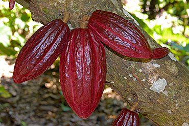 Cocoa fruit pod on tree, Dominican Republic, West Indies, Central America