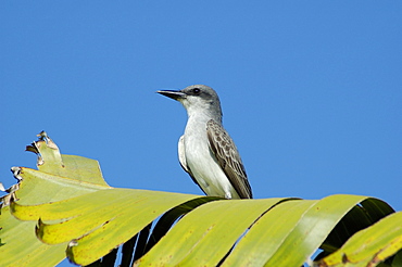 Gray Kingbird, Dominican Republic, West Indies, Central America