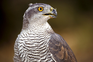 Northern goshawk, Italy