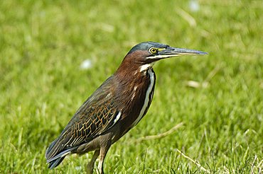 Green Heron, Dominican Republic, West Indies, Central America