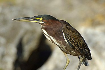 Green Heron, Dominican Republic, West Indies, Central America