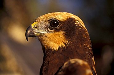 Western marsh-harrier, Italy