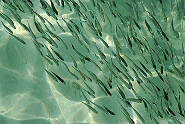 School of fish in the lagoon, Zanzibar, United Republic of Tanzania, Africa