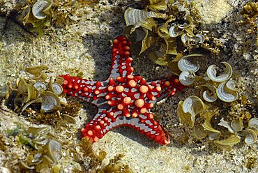 Starfish, Zanzibar, United Republic of Tanzania, Africa