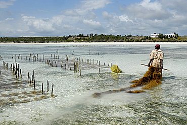 Algae cultivation on the lagoon, Zanzibar, United Republic of Tanzania, Africa