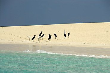 Egretta Heron, Mnemba Atoll, Zanzibar, United Republic of Tanzania, Africa