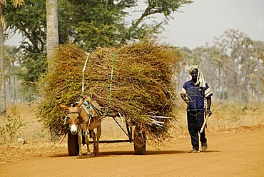 Cart pulled by donkey, Republic of Senegal, Africa