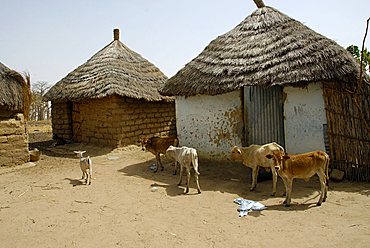 Huts in a Peul village, Republic of Senegal, Africa