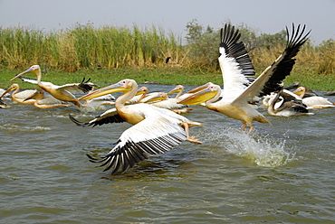 Great White Pelican, Djoudj National Bird Sanctuary, Republic of Senegal, Africa