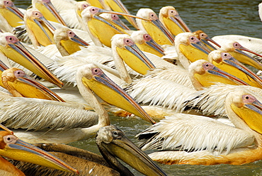 Great White Pelican, Djoudj National Bird Sanctuary, Republic of Senegal, Africa