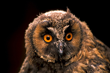 Long-eared owl, Italy