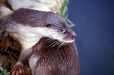 Otter, Italy