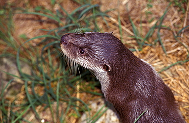 Otter, Italy