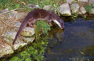 Otter, Italy