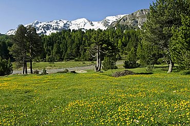 Grazing and brenno river, Lucomagno, Switzerland, Europe