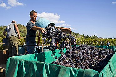 vendemmia harvest Cannonau Cardedu Ogliastra Sardinia Italy Mediterranean