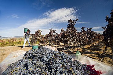 vendemmia harvest campidano Cagliari Sardinia Italy Medirranean