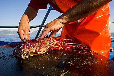 Traditional lobster fishing, Santa Maria Navarrese, gulf of Arbatax, Ogliastra, Sardinia, Italy, Europe