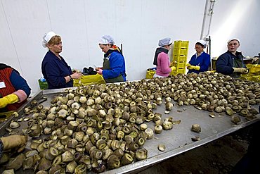 Artichoke processing, Luxitalia factory, San Pietro Vernotico, Puglia, Italy