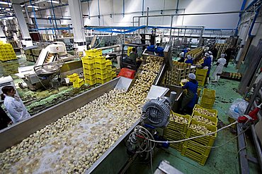 Artichoke processing, Luxitalia factory, San Pietro Vernotico, Puglia, Italy