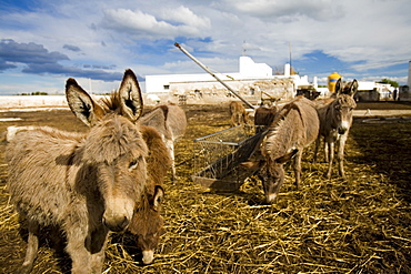 Donkeys, Ostuni, Puglia, Italy