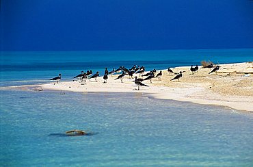 Beach, Farasan Island, Red Sea, Saudi Arabia, Middle East