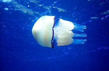 Jellyfish, Ustica, Ustica island, Sicily, Italy