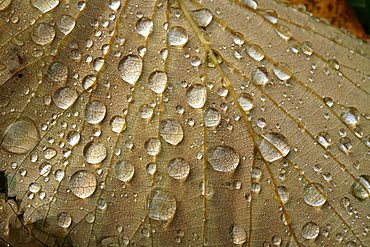 Leaf and dew