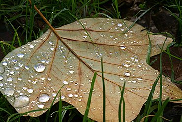 Leaf and dew