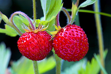 Fragaria vesca, stawberry